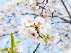 -高东镇樱花园