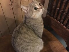 -猫色咖啡·猫咖