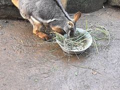 -费瑟代尔野生动物园