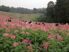 iphone_upload_pic-保利石象湖景区