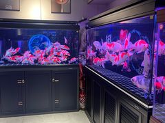 -花鸟鱼虫鲜花绿植市场(玉泉路店)