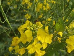 -贵阳市花溪国家城市湿地公园