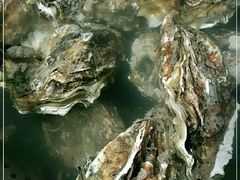-望海潮海鲜店 特色家常菜(在海一方店)