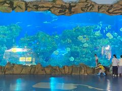 -芜湖新华联大白鲸海洋公园