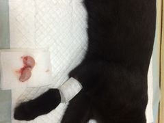 -乐派堂宠物医院·猫友好· 心脏科(东街店)