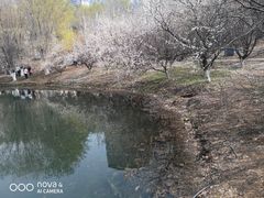 -长白岛森林公园
