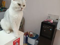 -猫咪派对(江南西店)