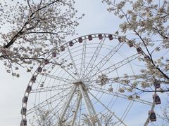 -顾村公园