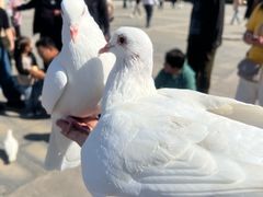 -天津妈祖文化园