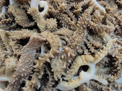 -老北京褡裢火烧·任记