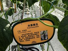 -北戴河集发农业梦想王国