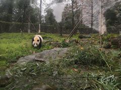 -都江堰中华大熊猫苑
