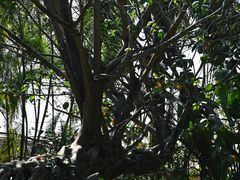 -独树成林