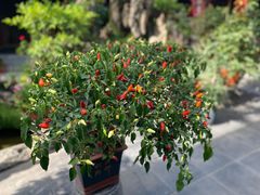 -白家大院·王府宫廷菜(苏州街店)