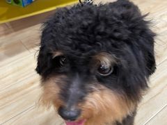 -狗不理喵子(百富路店)