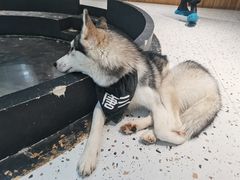 -Husky Go!哈士奇体验馆·宠物咖啡厅狗咖