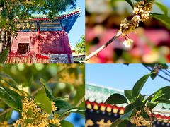 -天津大悲禅院