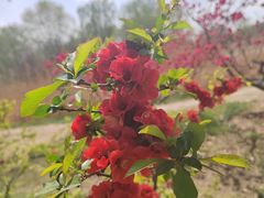 -大兴滨河森林公园