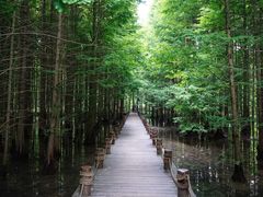 -桤木河湿地公园