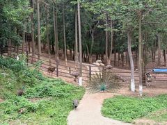 -安徽大青山野生动物世界