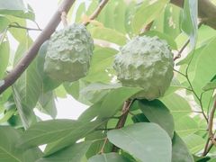 -云溪植物园