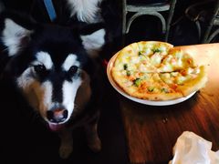 -百好乐宠物友好餐厅(朝外大街店)