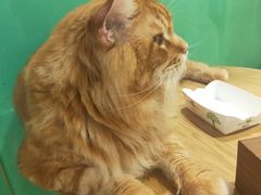-藏猫猫咖啡主题馆(中央大道店)