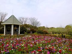 -上海鲜花港