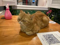 -猫小院猫主题餐厅(三里屯店)