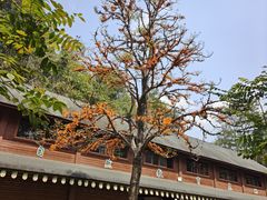 -野象谷景区