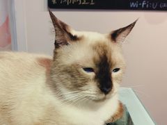 -Heymao猫咖.咖啡厅(东门店)