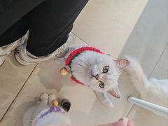 -怪兽屋·羊驼·猫咖·狗咖(俊华广场店)