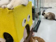 -糯米喵星人·撸猫猫舍咖啡馆(西市场嘉华店)