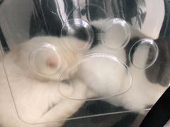 -爱侣宠医·鹦鹉专科·小型哺乳类·异宠专科(灵石路店)