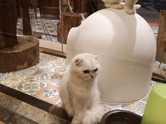 -more than meow吴止猫主题餐厅(承德 中船汇店)