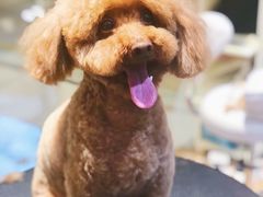 -Pets First伊珊娜洗护·精致美容·家庭式寄养(新会路店)