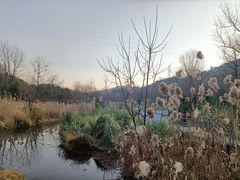 -西湖风景区-江洋畈生态公园