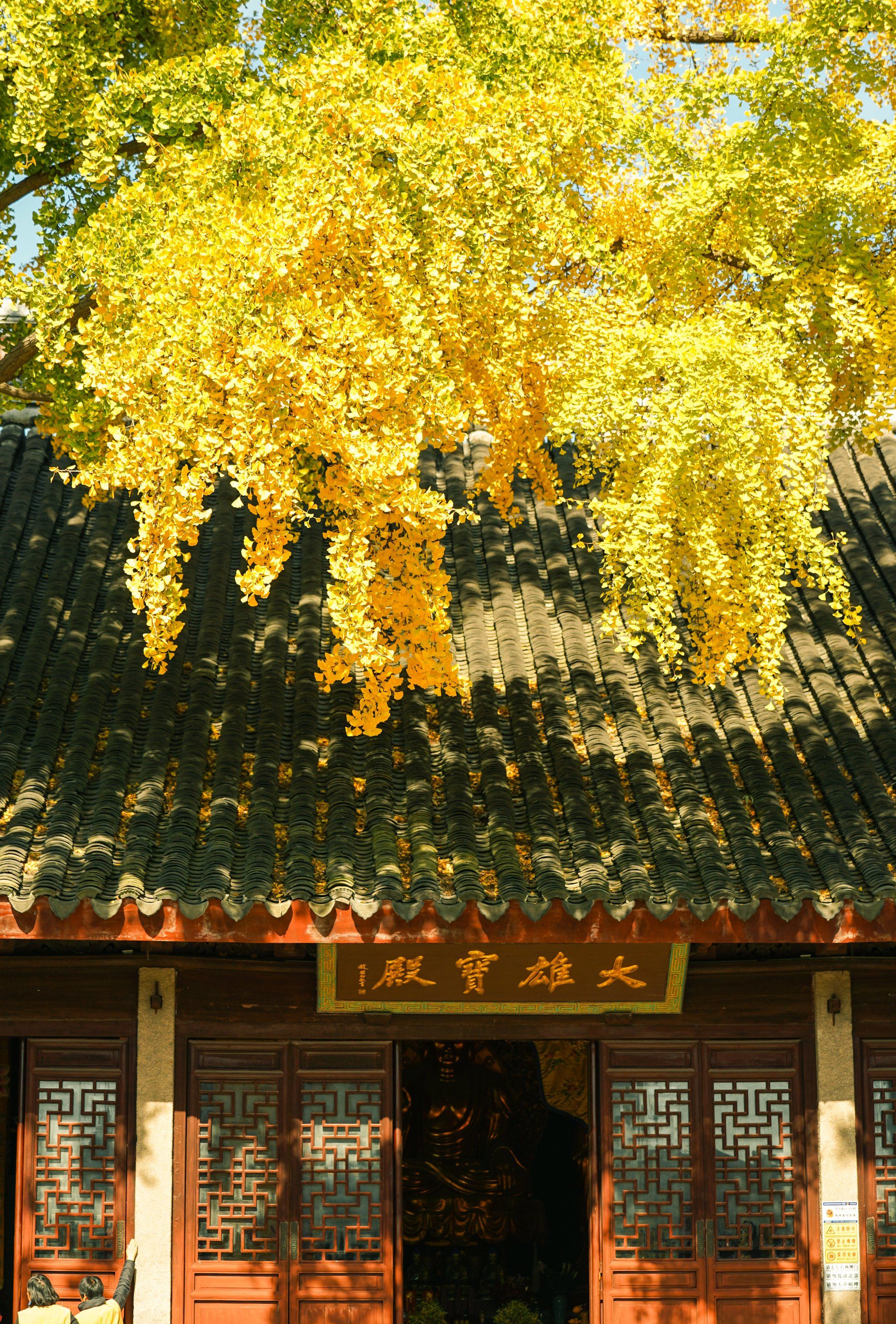 苏州银杏季·定慧寺|定会"杏"运16615