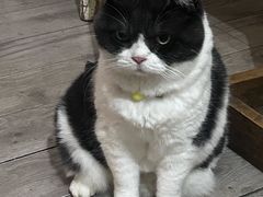 -海边的猫和咖啡馆