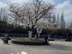 -高东镇樱花园