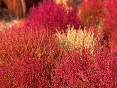 -天津东丽湖风景区