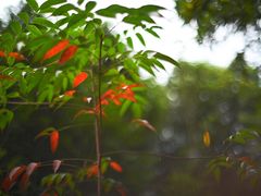 -火炉山森林公园