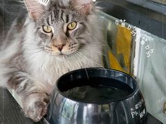 -十年猫舍·猫咪专门店(普陀店)