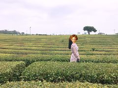 -雪绿茶博物馆
