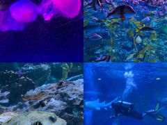 -海合安成都极地海洋公园