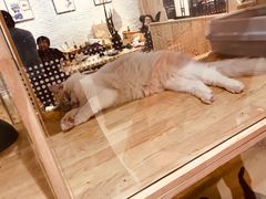 景观位-藏猫猫咖啡主题馆(中央大道店)