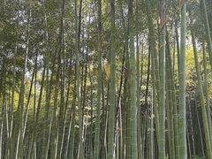 -东明山森林公园