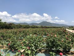 -亚龙湾国际玫瑰谷