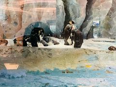 -帝企鹅自助餐厅•儿童岛•真企鹅(长隆企鹅酒店)