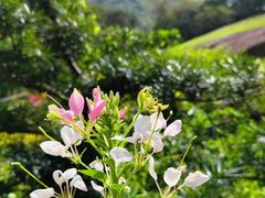 -深圳市中科院仙湖植物园